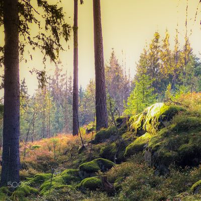 Magic Forest