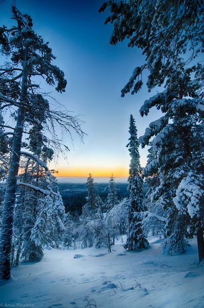 Snow Forest