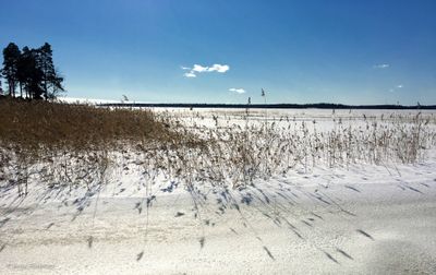Reeds on the Beach