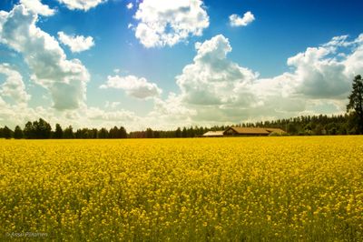 Yellow Field