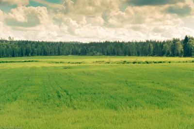 green fields forever