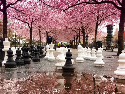 Chess under Cherry Blossom