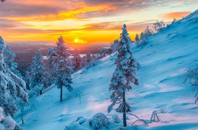 Lapland's Gold