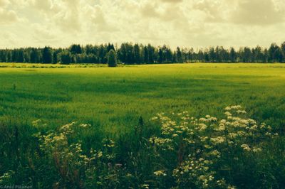 Greenery